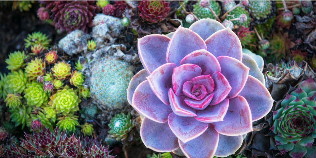Succulents and Cacti