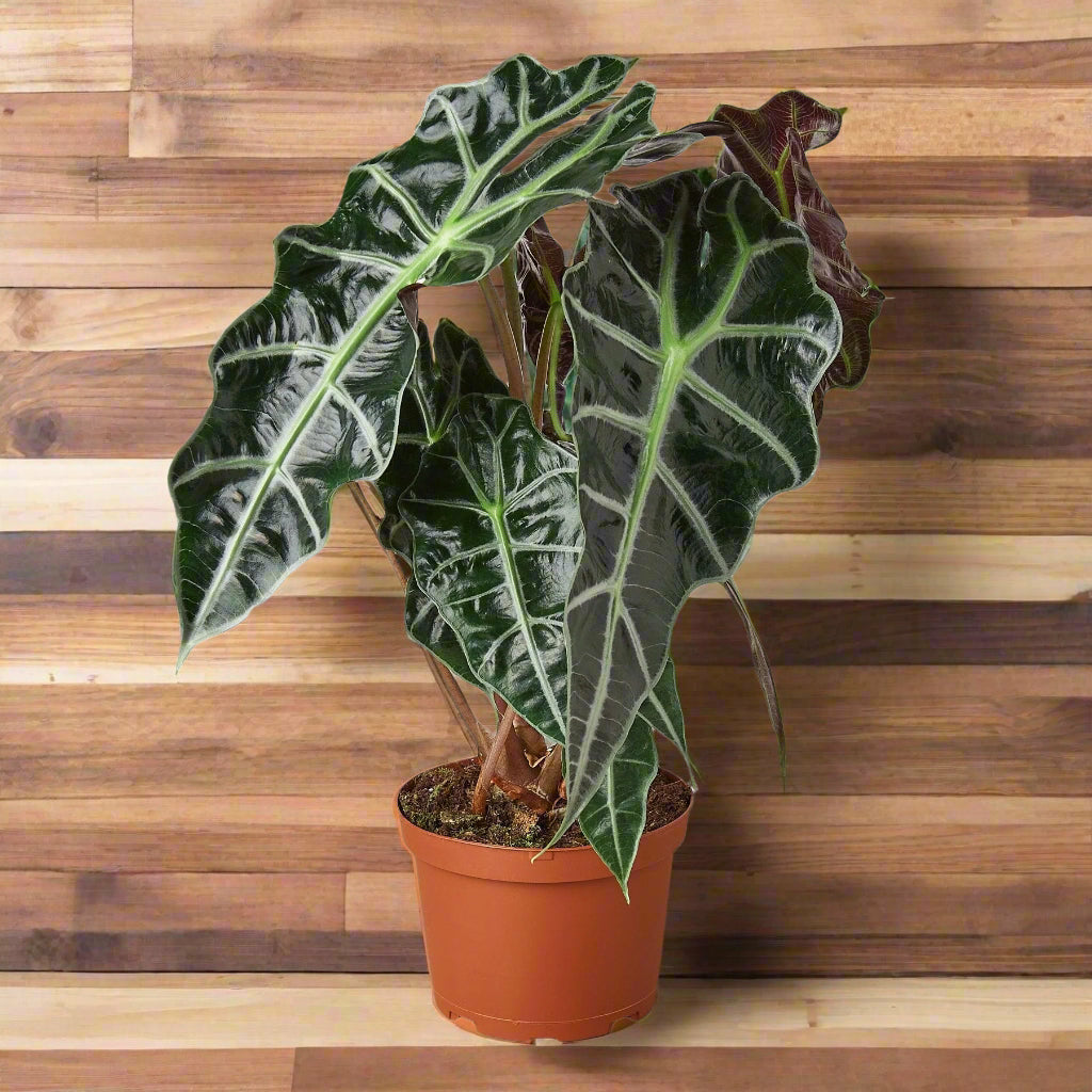 Alocasia Polly 'African Mask'