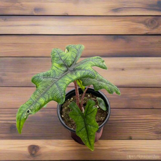 Alocasia 'Jacklyn'