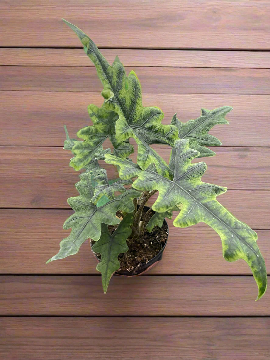 Alocasia 'Jacklyn'