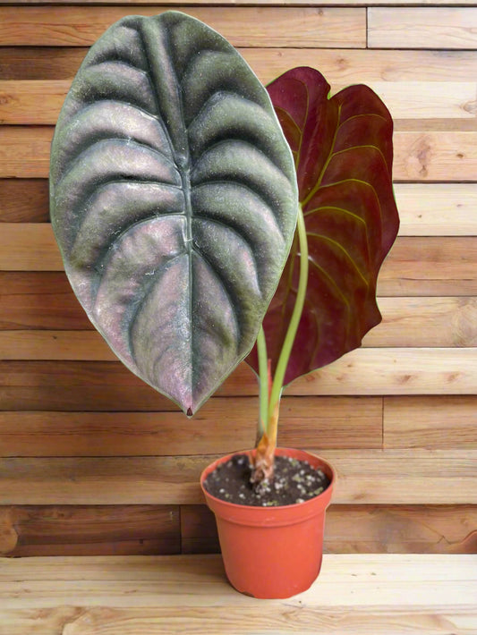 Alocasia 'Red Secret'